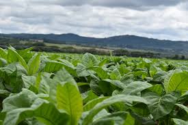 Tobacco leaf plants growing in a field